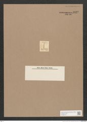 Navicula sp. (de-Toni-Nr.: Genus 1) Zeichnungen Sammlung Grunow Nr. 1622 (NHMW-BOT-W0368179)
